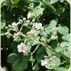 080620_Leer041